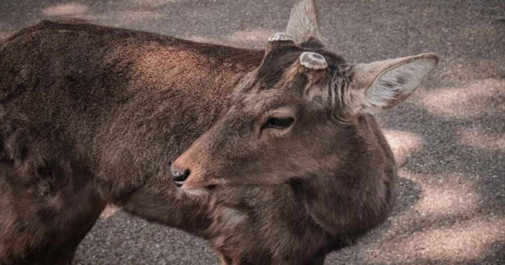 Actueel Nara‑nieuws voor 2026: zo veranderde het leven met de herten in Nara Park