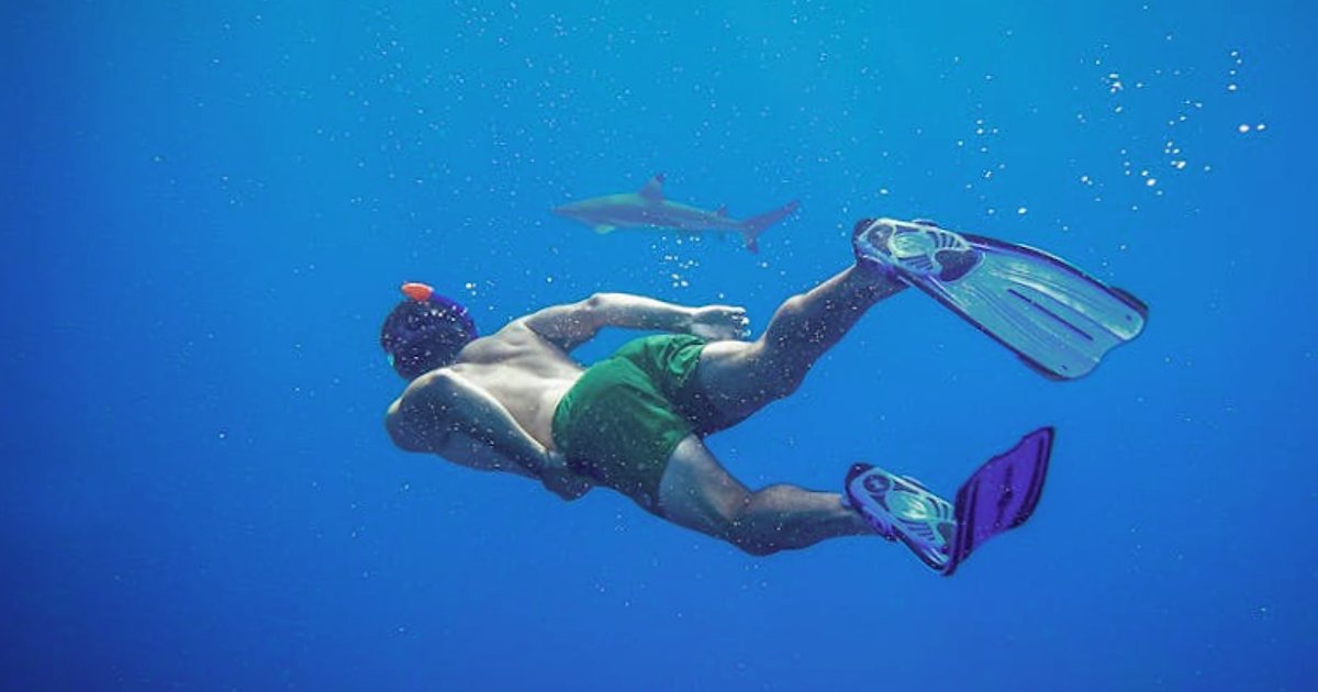 Beste reistijd om te snorkelen op de Canarische Eilanden: wanneer krijg je het meeste vis voor je geld?