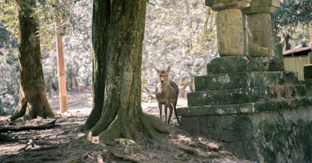 Natuur rond Nara: de mooiste wandelroutes en uitzichtpunten vlak bij de stad