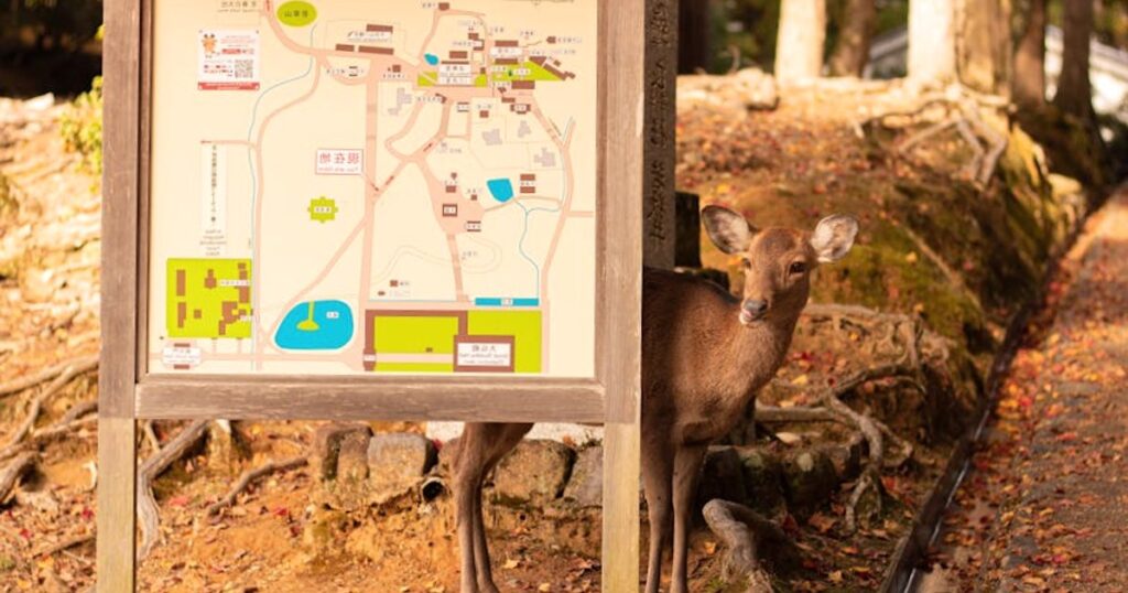 Van Kyoto naar Osaka via Nara: zo maak je er een slimme tussenstop met minimale bagagestress