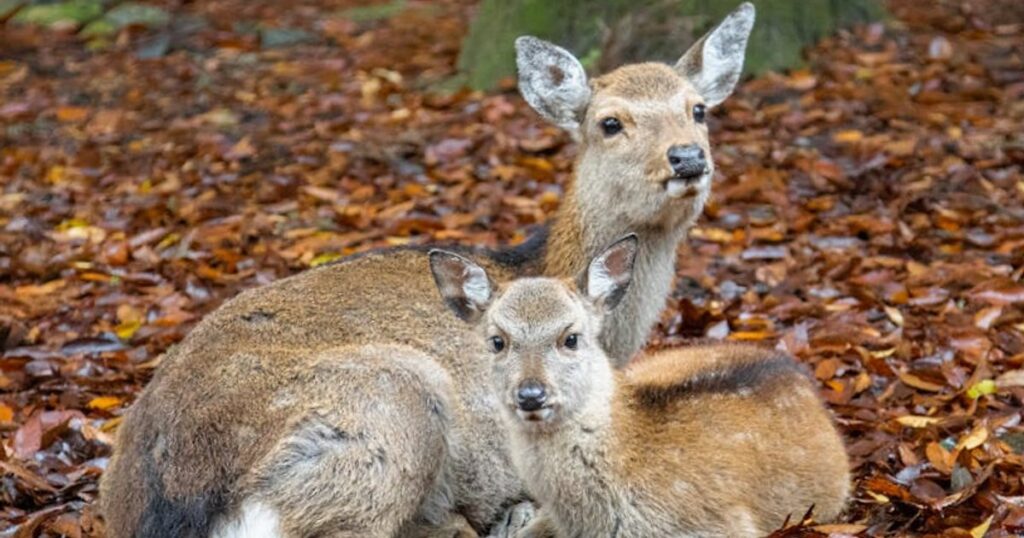 Nara Park en de heilige herten: zo bezoek je ze veilig én relaxed