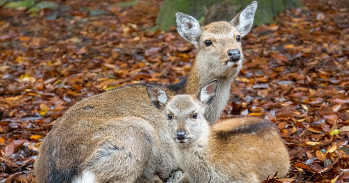 Nara Park en de heilige herten: zo bezoek je ze veilig én relaxed